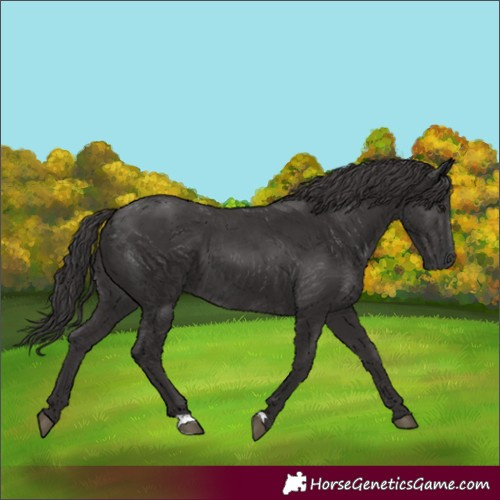 Horse Color:Smoky Black