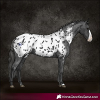 Horse Color:Black Frame Appaloosa