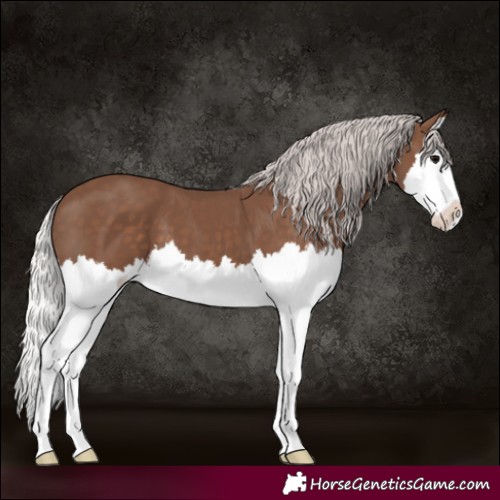 Horse Color:Silver Black Splash 