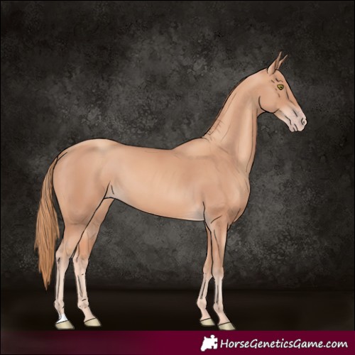 Horse Color:Gold Champagne 
