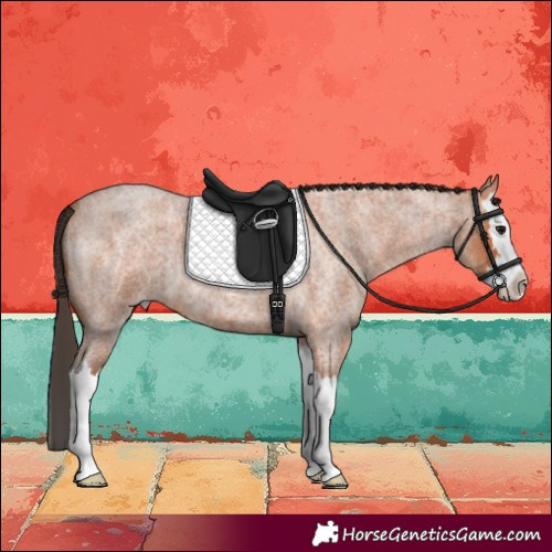 Horse Color:Bay Roan Splash 