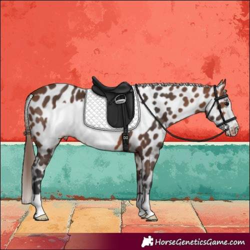 Horse Color:Bay Frame Near Leopard 