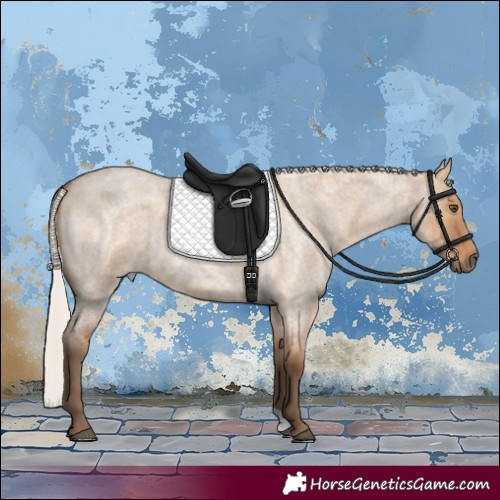 Horse Color:Silver Bay Roan Dun 