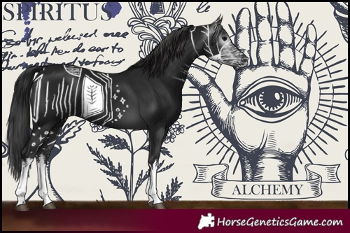 Horse Color:Gray White Spotted Black