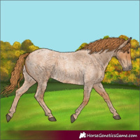 Horse Color:Red Roan 