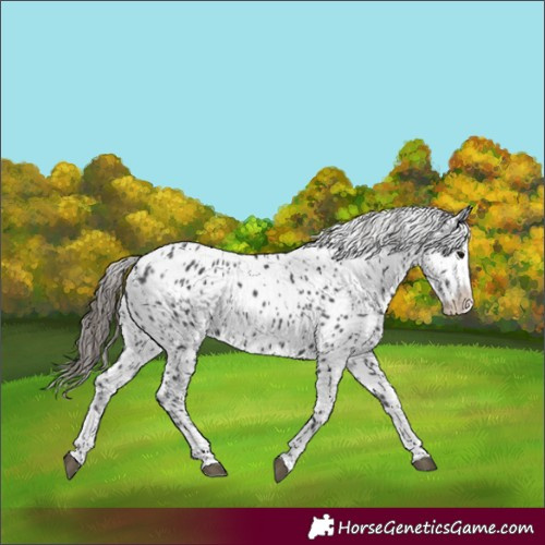 Horse Color:Black Splash Near Leopard