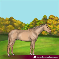Horse Color:Red Dun 