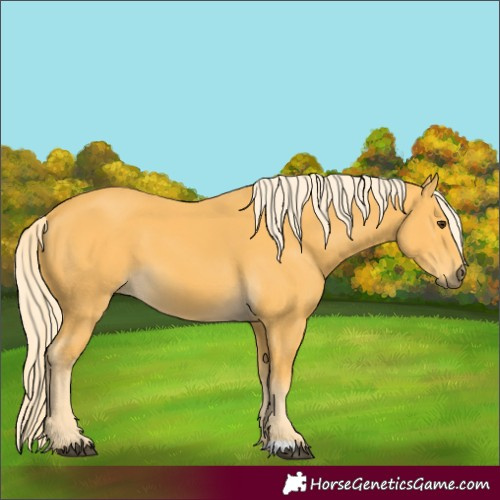 Horse Color:Palomino 