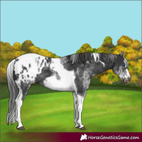 Horse Color:White Spotted Black Splash Tobiano Frame Appaloosa 