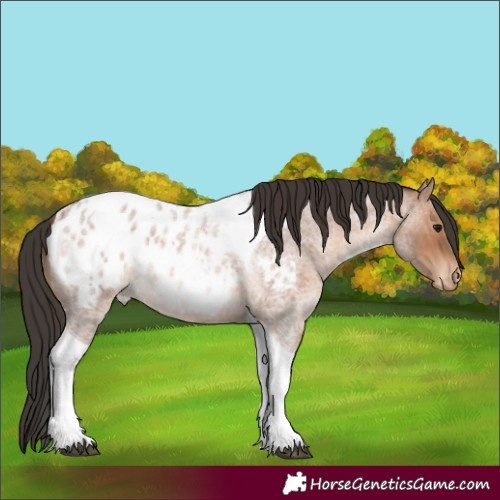 Horse Color:Bay Roan Tobiano Blanket 