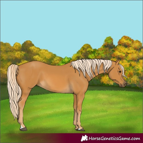 Horse Color:Palomino 
