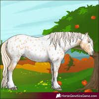 Horse Color:Gold Cream Champagne Near Leopard 