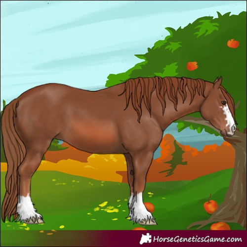 Horse Color:Chestnut 