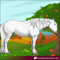 Horse Color:Cremello Near Leopard 