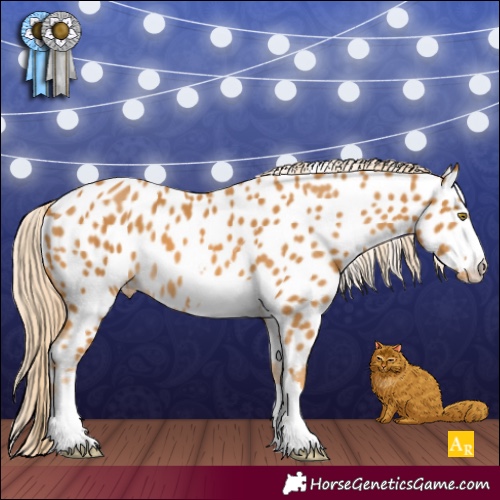 Horse Color:Palomino Appaloosa 