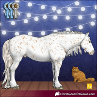 Horse Color:Palomino Appaloosa