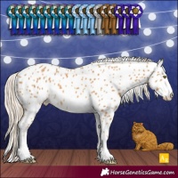 Horse Color:Palomino Leopard 