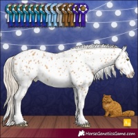 Horse Color:Palomino Leopard 