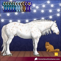 Horse Color:Palomino Appaloosa 