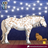 Horse Color:Palomino Appaloosa 