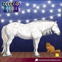 Horse Color:Palomino Appaloosa