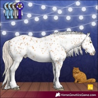 Horse Color:Palomino Appaloosa