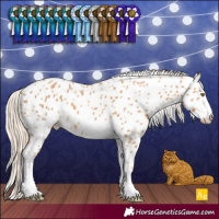 Horse Color:Palomino Leopard 