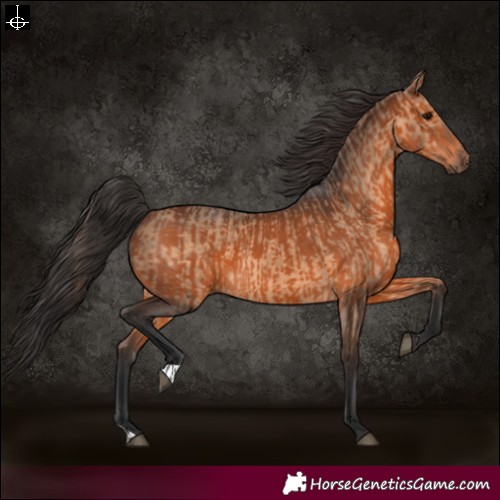 Horse Color:Brown Dun and Brown