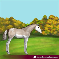 Horse Color:Bay Dun Splash Appaloosa