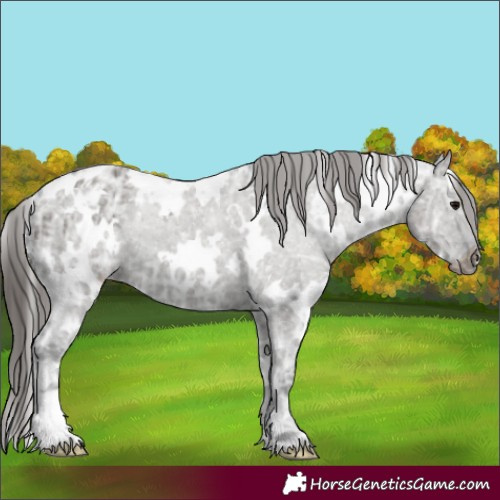 Horse Color:White Spotted Grullo Ice Appaloosa