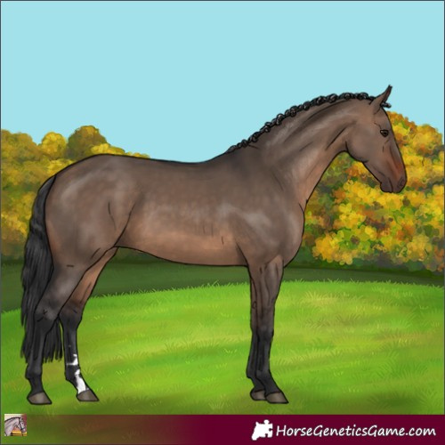 Horse Color:Brown Dun 