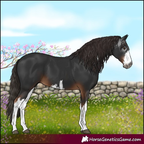 Horse Color:Gray White Spotted Liver Chestnut