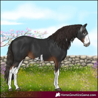 Horse Color:Gray White Spotted Liver Chestnut 