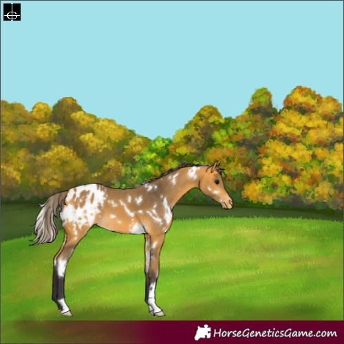 Horse Color:White Spotted Buckskin Blanket 