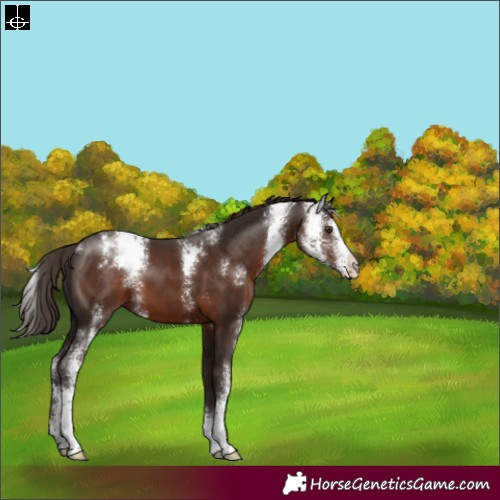 Horse Color:Liver Chestnut Sabino 