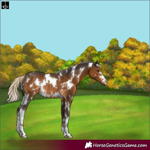 Horse Color:White Spotted Chocolate Palomino Rabicano