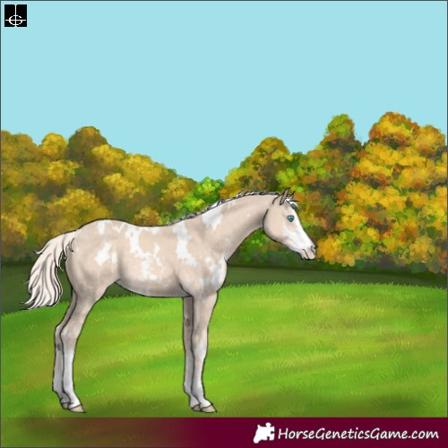 Horse Color:White Spotted Cremello Sabino 