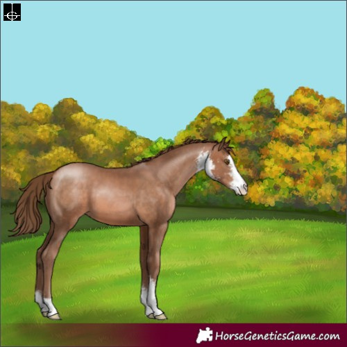 Horse Color:Brown Pearl Sabino 