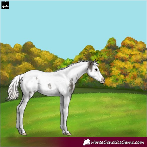 Horse Color:White Spotted Silver Smoky Black Splash Tobiano Frame Rabicano 