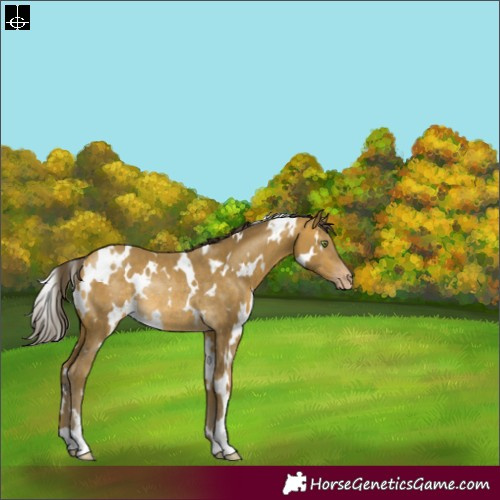 Horse Color:White Spotted Sable Cream Champagne Rabicano 