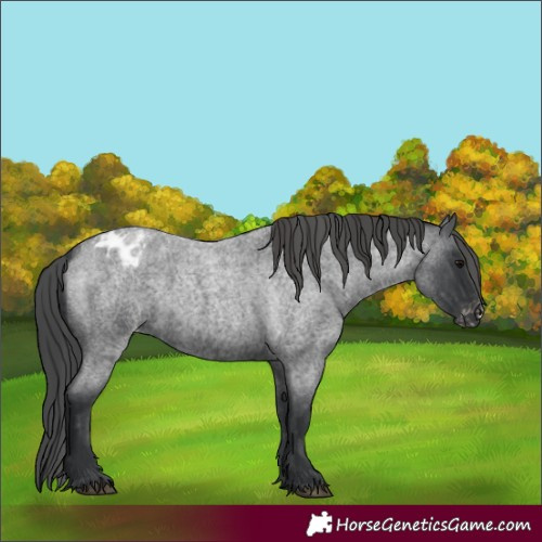 Horse Color:Blue Roan Appaloosa 