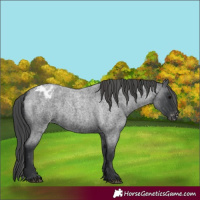 Horse Color:Blue Roan Appaloosa