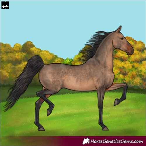 Horse Color:Brown Dun and Brown Dun Rabicano