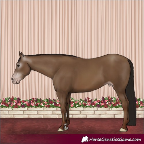 Horse Color:Gray Classic Champagne 