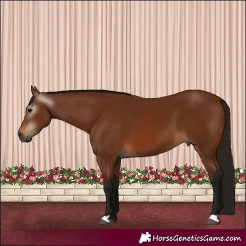 Horse Color:Gray Bay 