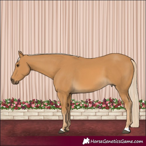 Horse Color:Palomino 