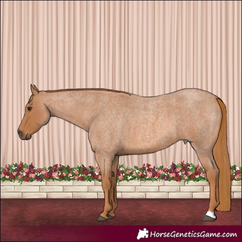 Horse Color:Red Roan 