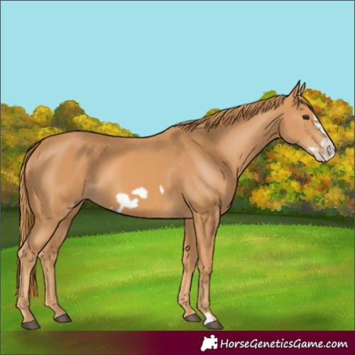 Horse Color:Chestnut Frame