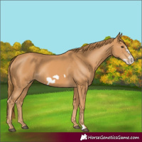 Horse Color:Chestnut Frame 