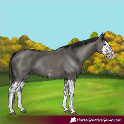 Horse Color:Grullo Sabino Splash  and Grullo Sabino Splash 